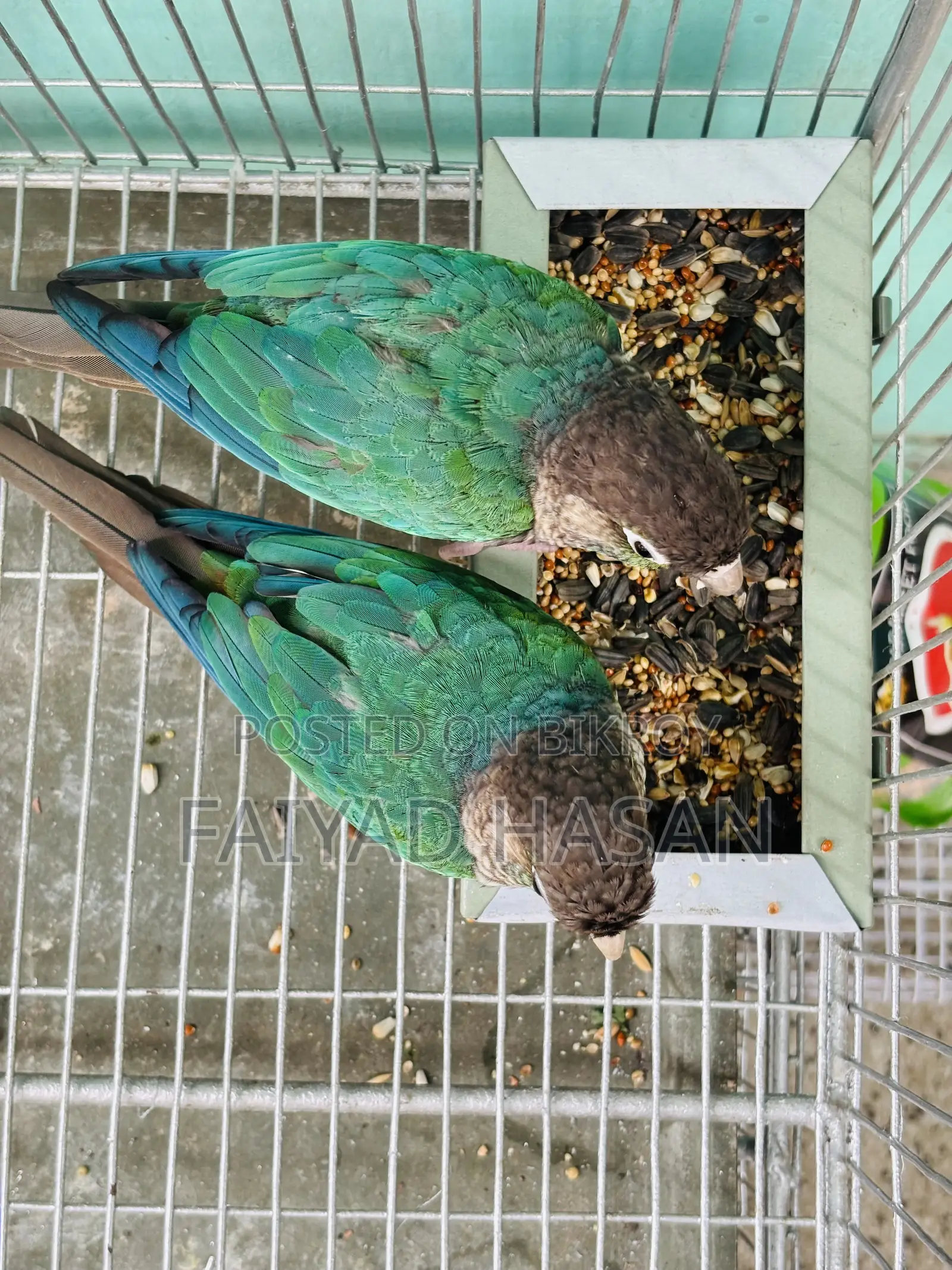 টারকয়েজ ব্লু কনিউর ব্রিডিং পেয়ার উইথ ডিএনএ