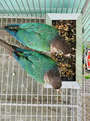 টারকয়েজ ব্লু কনিউর ব্রিডিং পেয়ার উইথ ডিএনএ