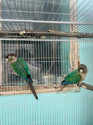 টারকয়েজ ব্লু কনিউর ব্রিডিং পেয়ার উইথ ডিএনএ
