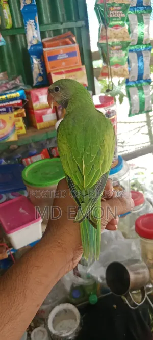 Indian Ringneck Baby