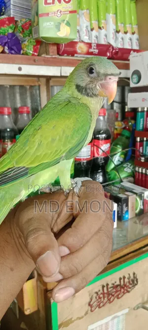 Indian Ringneck Baby