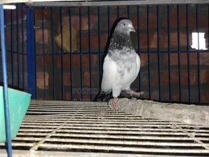 Giribaz Pigeon