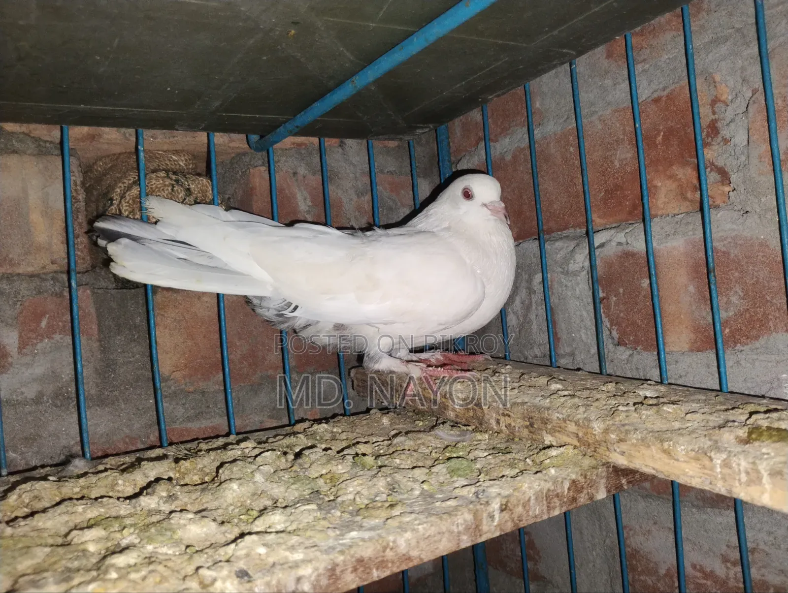 Giribaz Pigeon