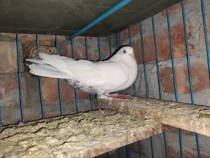 Giribaz Pigeon