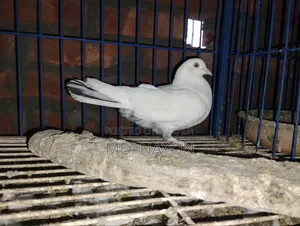 Giribaz Pigeon