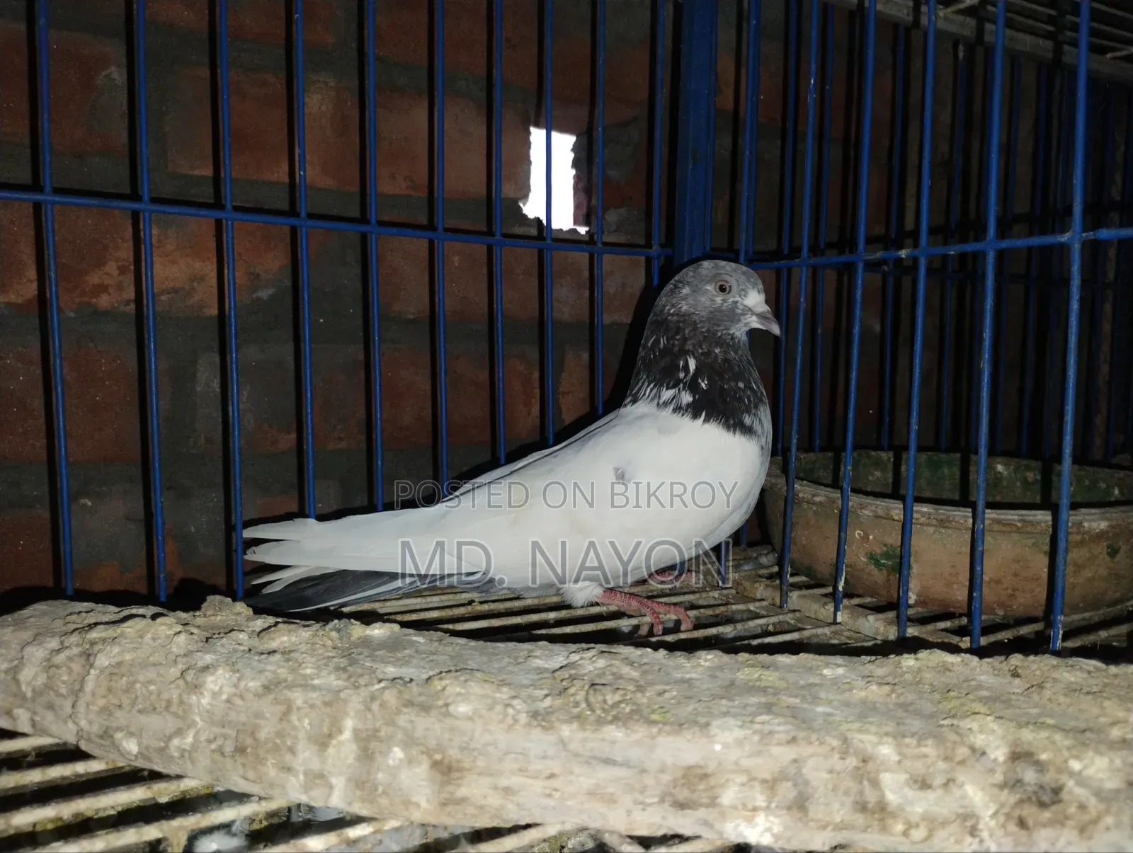 Giribaz Pigeon