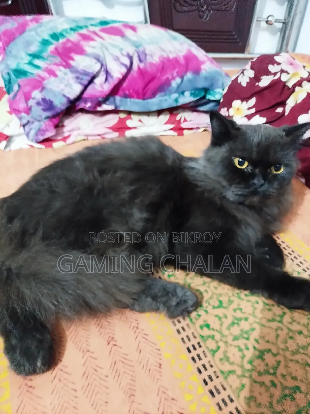 3-6 Months Female Purebred Cat