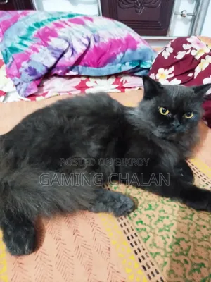 3-6 Months Female Purebred Cat