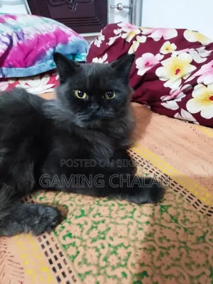 3-6 Months Female Purebred Cat
