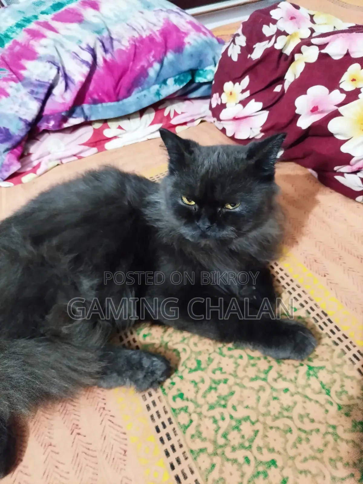 3-6 Months Female Purebred Cat
