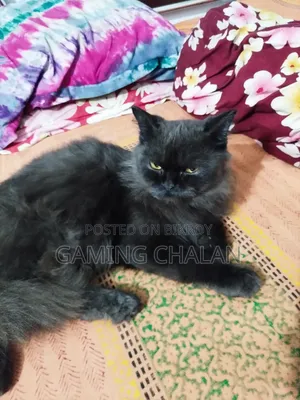 3-6 Months Female Purebred Cat