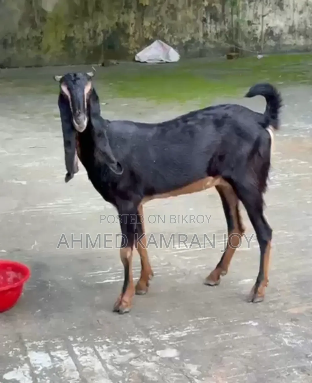 Goat for sale