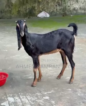Goat for sale