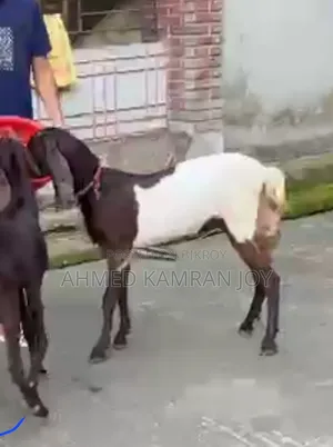Goat for sale