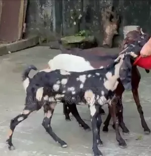 Goat for sale