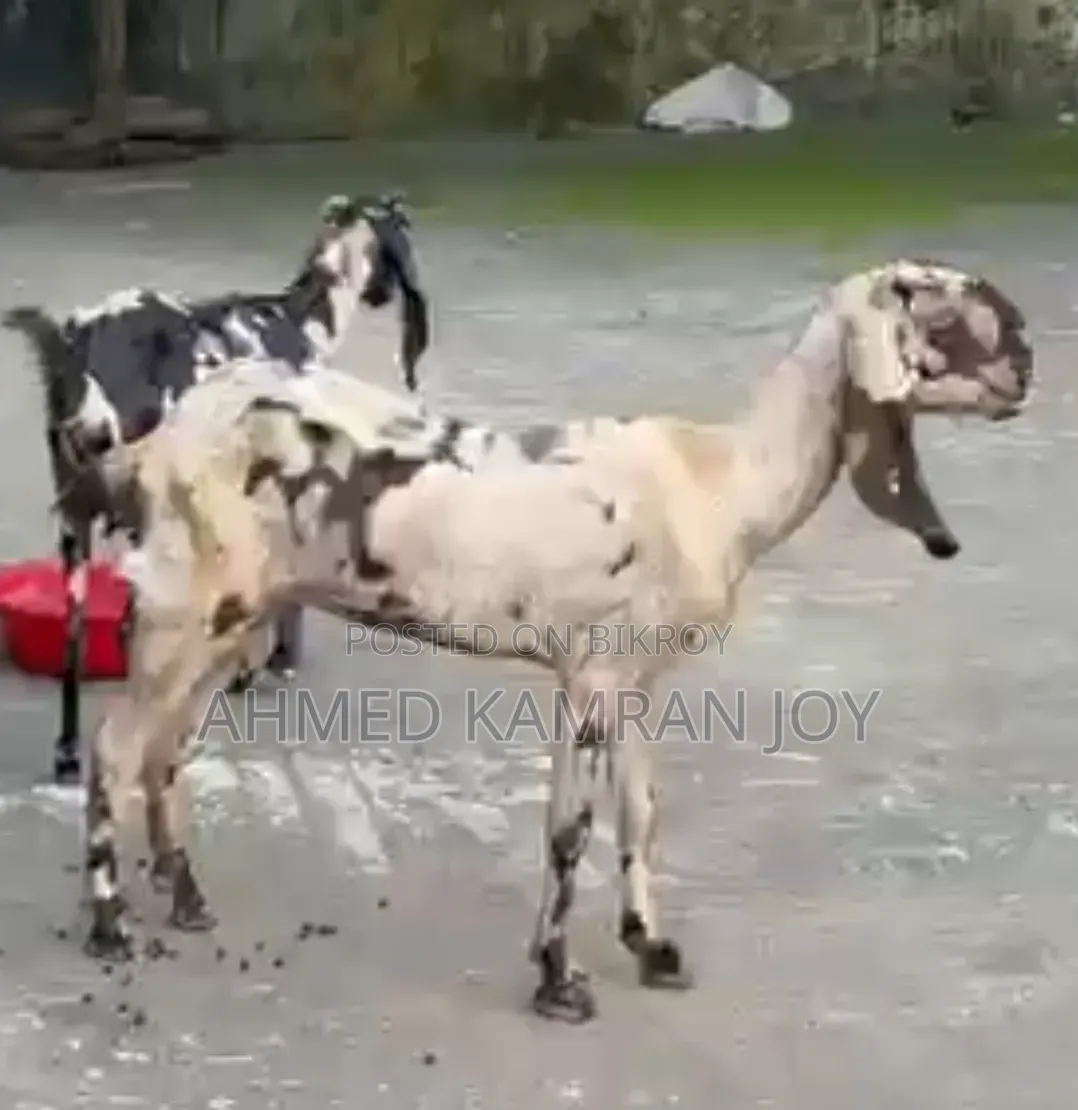 Goat for sale