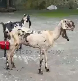 Goat for sale