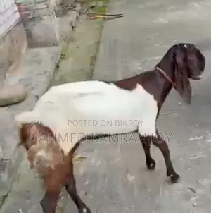 Goat for sale