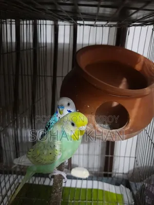 Full Running Bazi Pair