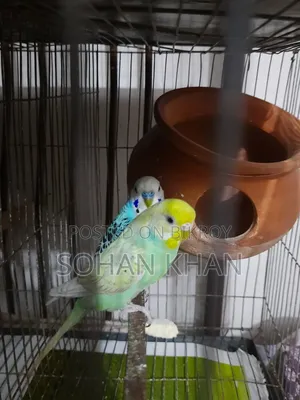 Full Running Bazi Pair