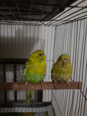 New Adult Pair