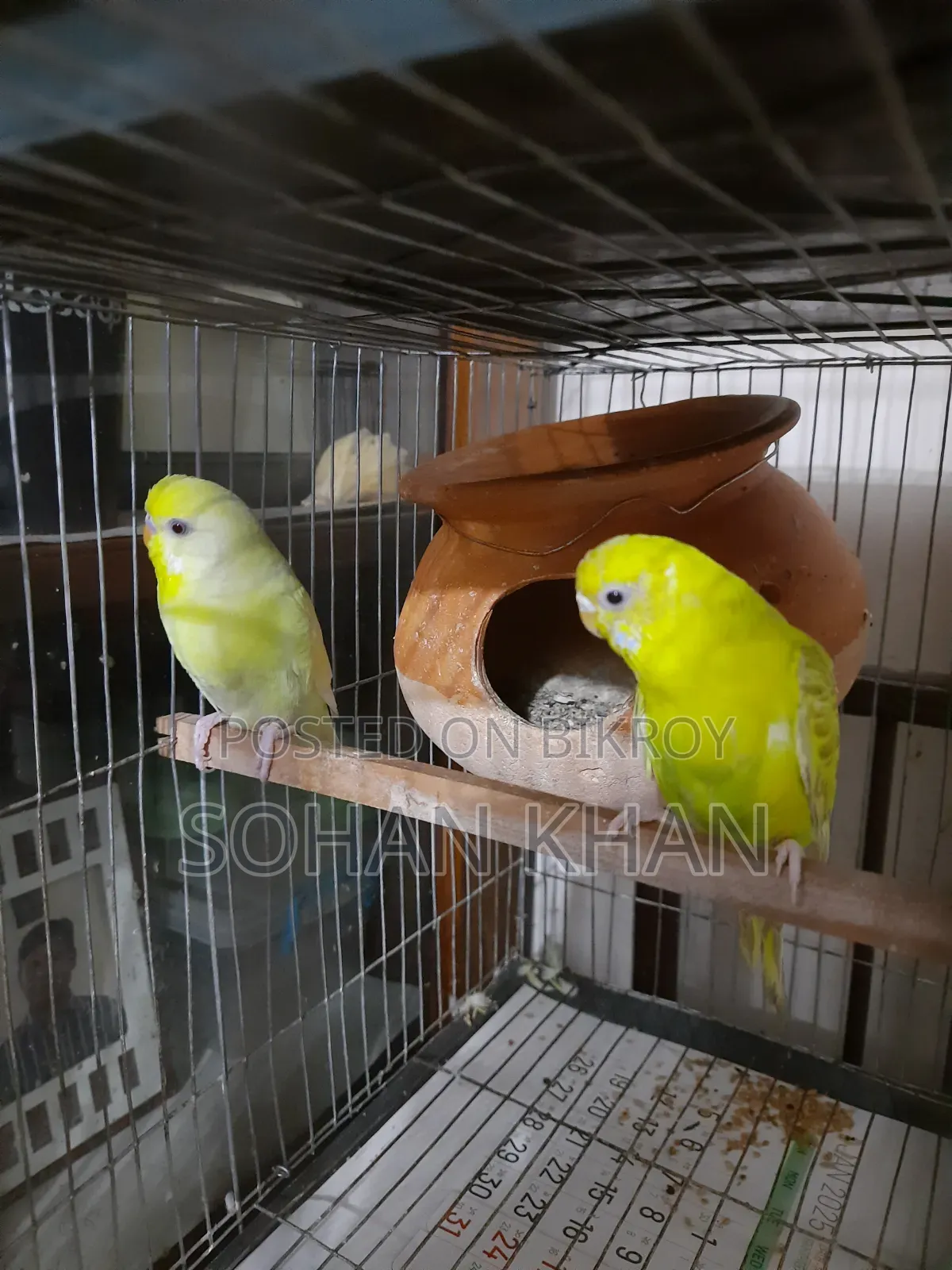 Full Running Bazigar Pair