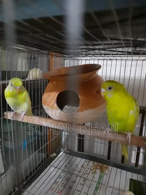 Full Running Bazigar Pair