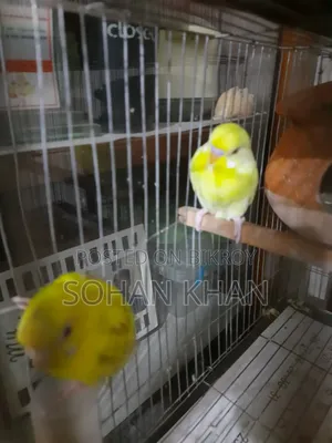 Full Running Bazigar Pair