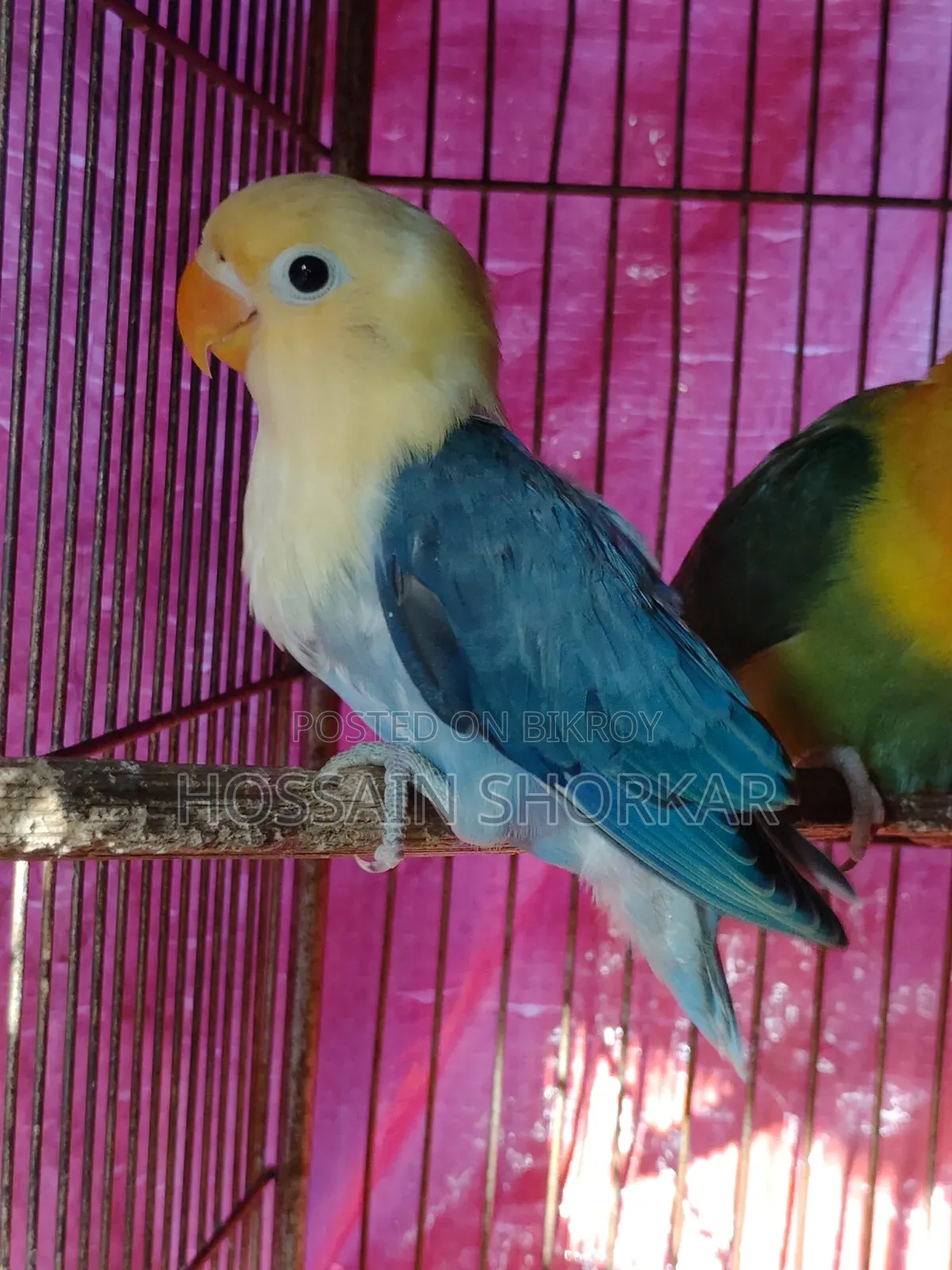 Violet Parakeet Missing One Leg