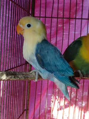 Violet Parakeet Missing One Leg