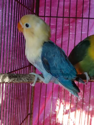 Violet Parakeet Missing One Leg