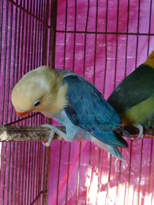 Violet Parakeet Missing One Leg