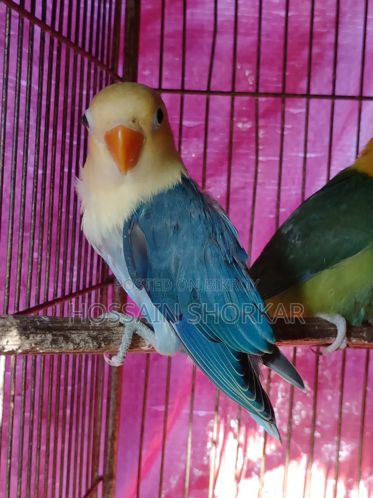 Violet Parakeet Missing One Leg