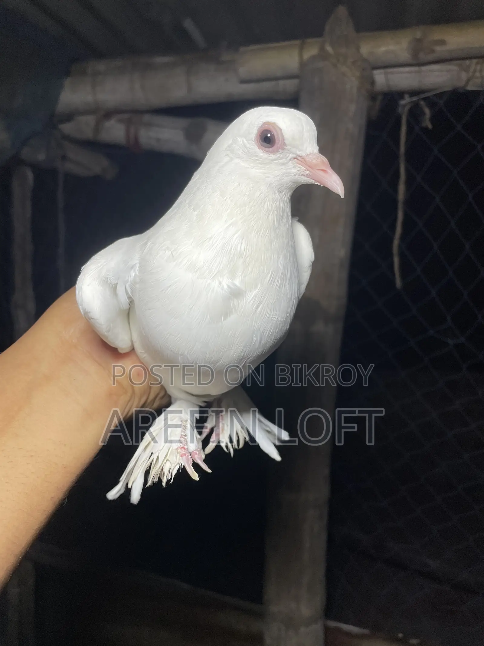 মাদি কবুতর