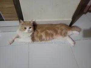1+ Year Female Purebred Persian