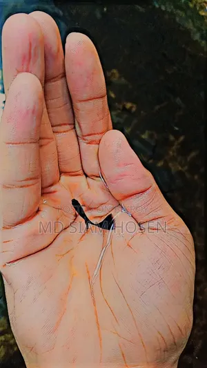 Black Moscow Guppy