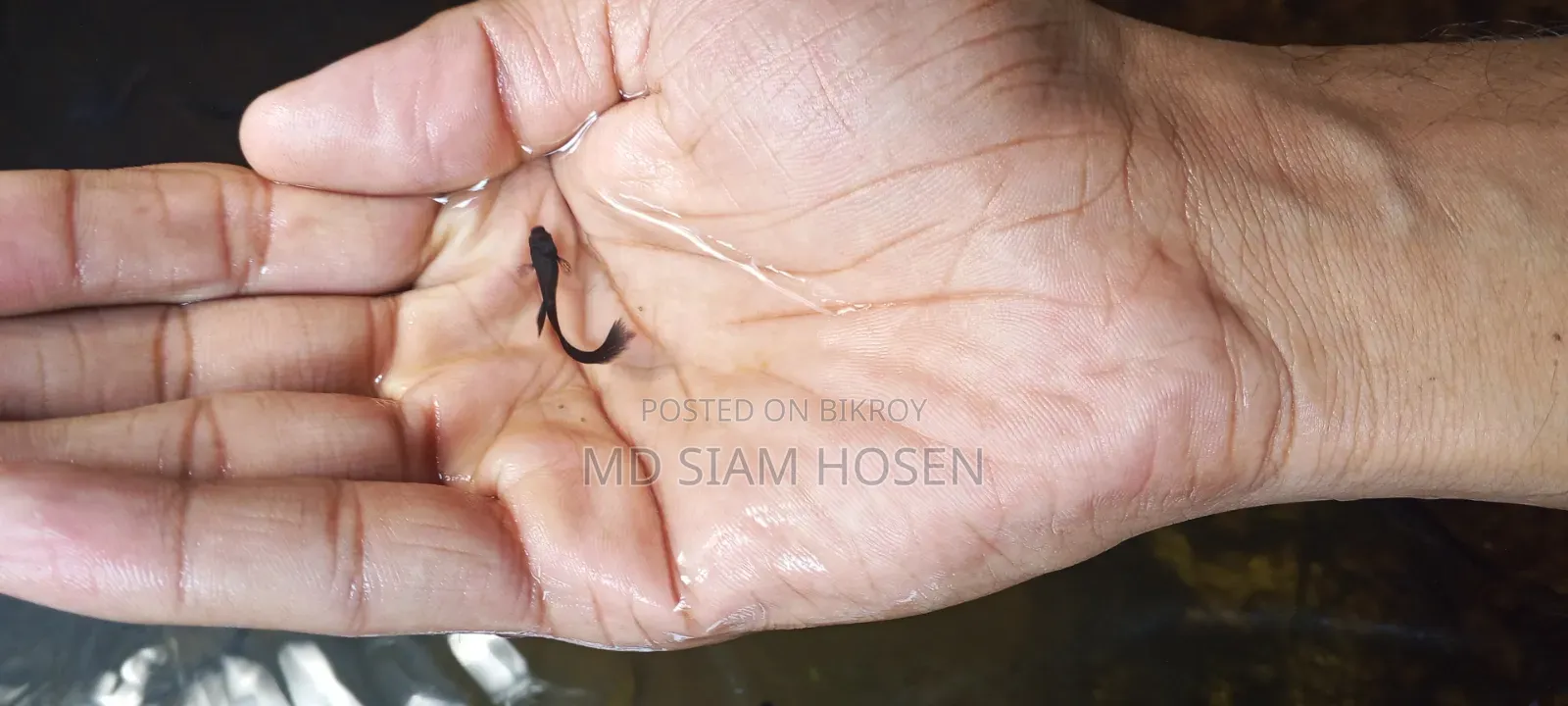 Black Moscow Guppy
