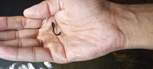 Black Moscow Guppy