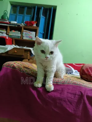 1-3 Months Female Purebred Persian