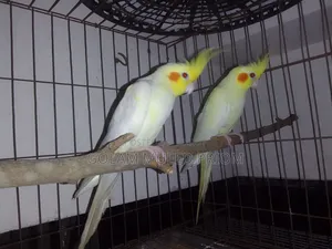 Cockatiel Pair