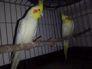 Cockatiel Pair