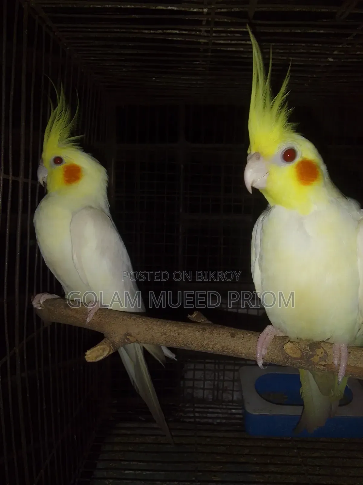 Cockatiel Pair