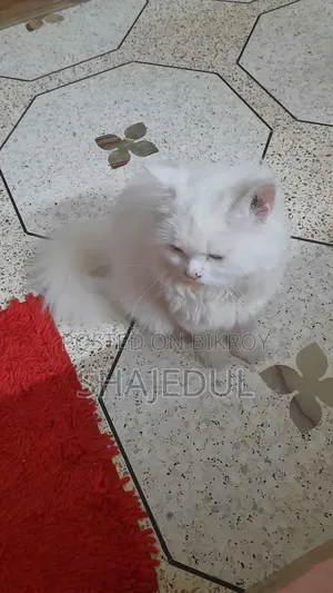 ১+ বছরের পুরুষ বিশুদ্ধ পার্সিয়ান বিড়াল