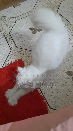 1+ Year Male Purebred Persian