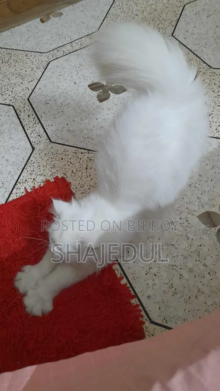 1+ Year Male Purebred Persian