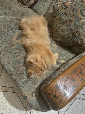 1+ Year Male Purebred Persian