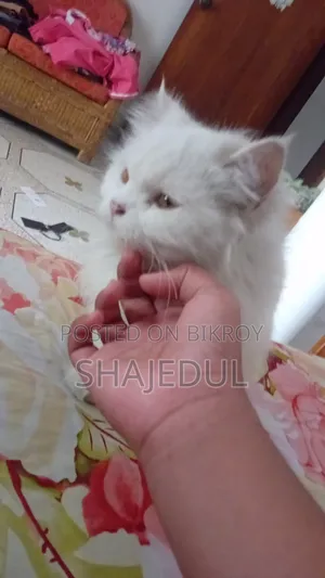 1+ Year Male Purebred Persian