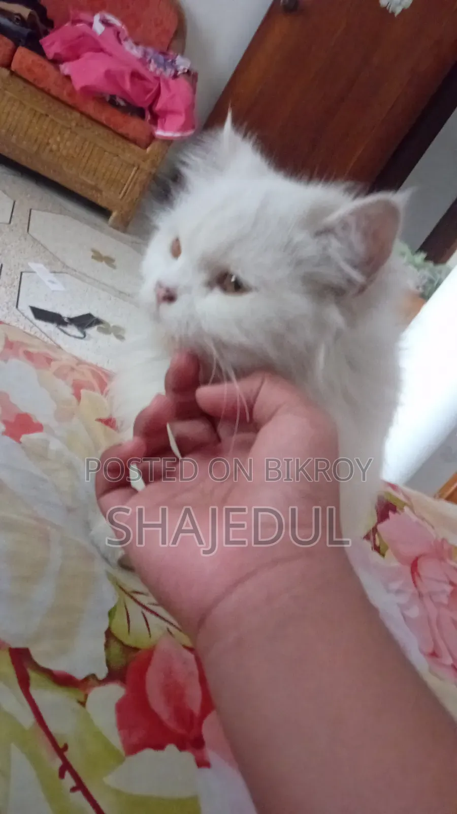 1+ Year Male Purebred Persian