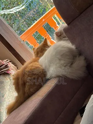 1+ Year Male Purebred Persian