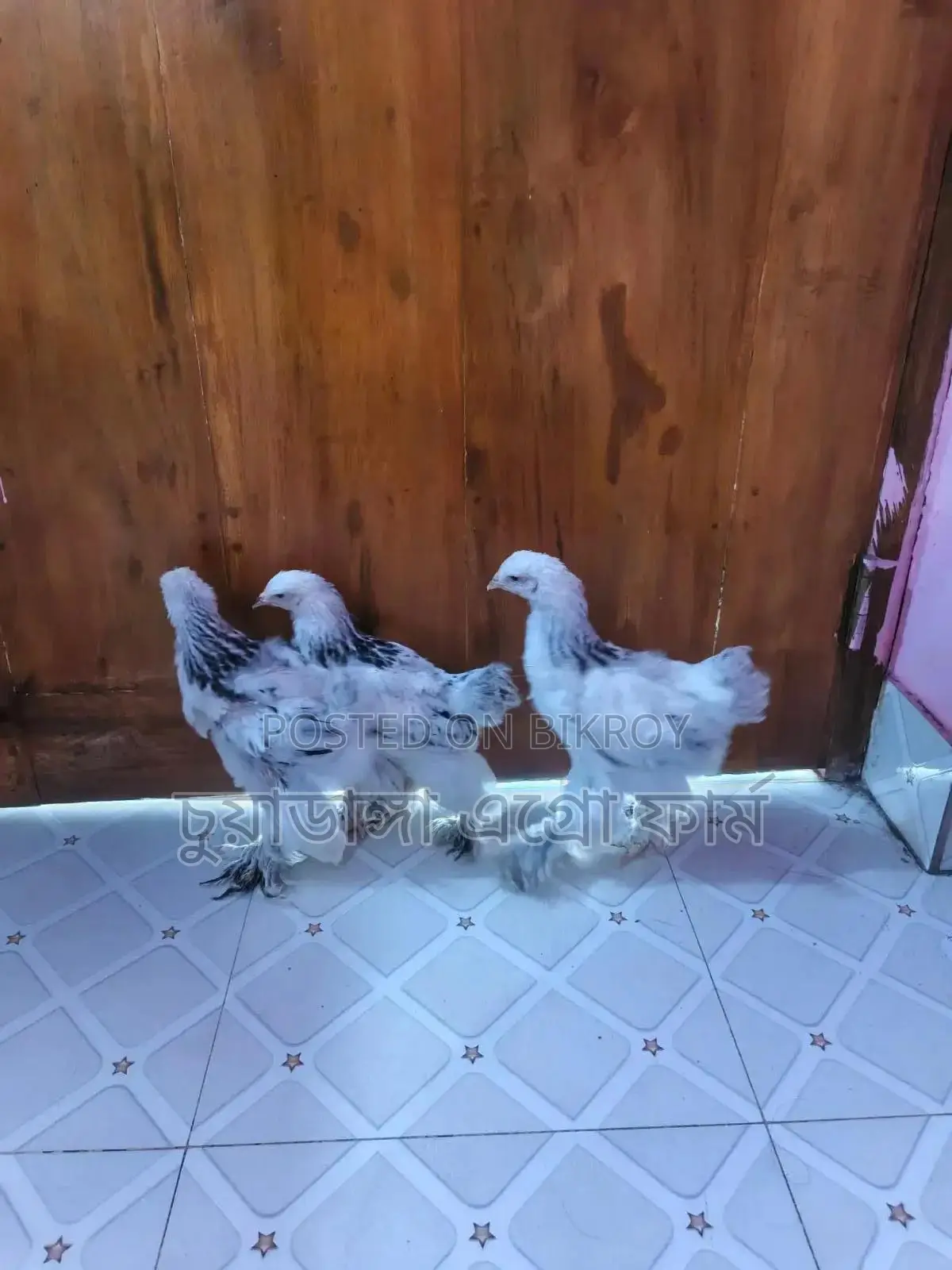 2.5-month-old Colombian Brahma chicken chicks